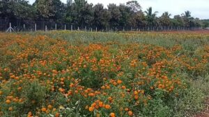 agriculture land in shamirpet